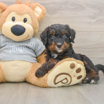 Best Mini Bernedoodle Baby