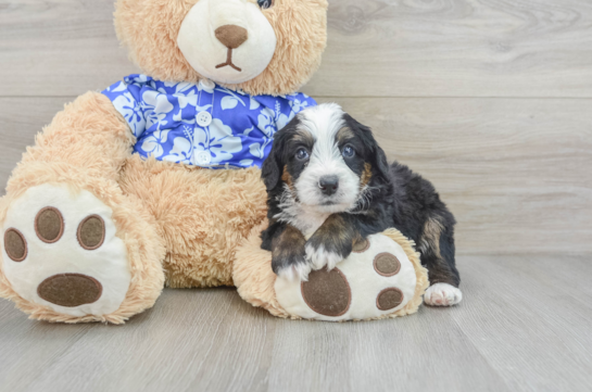 Mini Bernedoodle Puppy for Adoption