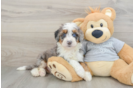 Mini Bernedoodle Pup Being Cute