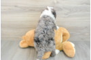 Best Mini Bernedoodle Baby