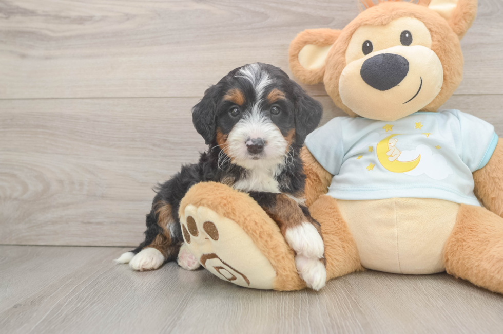 5 week old Mini Bernedoodle Puppy For Sale - Premier Pups