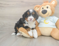 6 week old Mini Bernedoodle Puppy For Sale - Premier Pups
