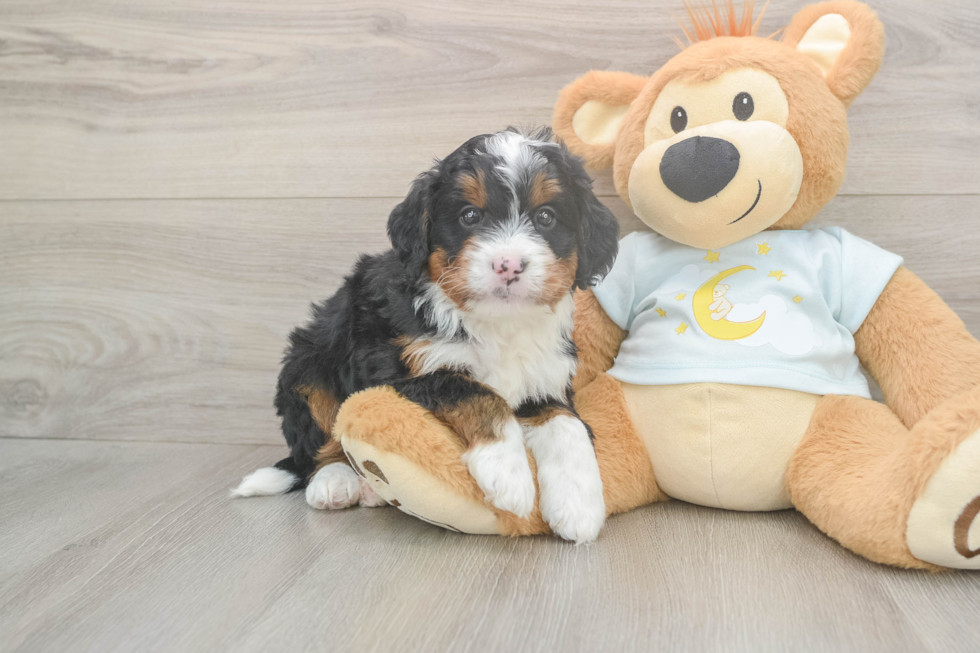 Funny Mini Bernedoodle Poodle Mix Pup