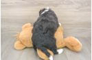 Mini Bernedoodle Puppy for Adoption