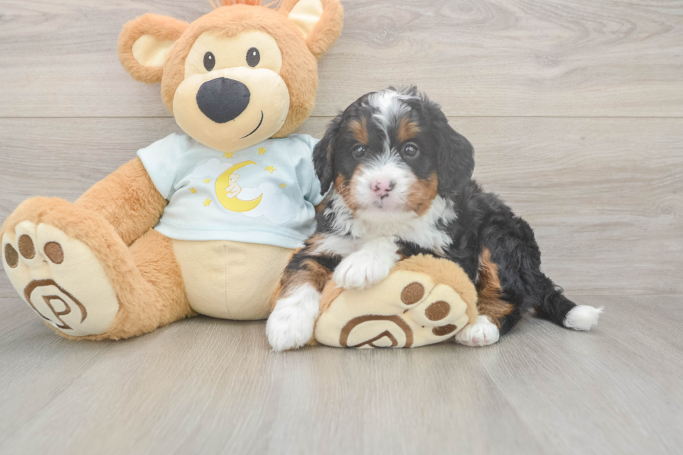 Best Mini Bernedoodle Baby