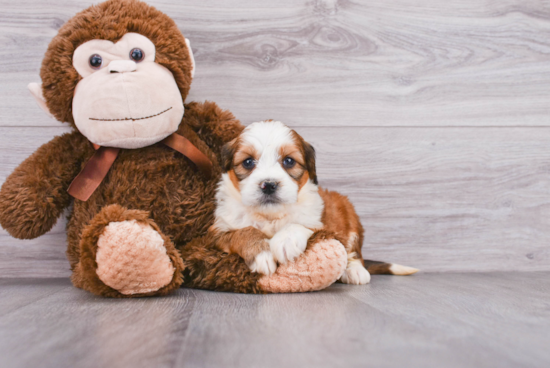 Mini Bernedoodle Pup Being Cute