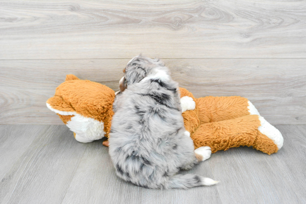 Petite Mini Bernedoodle Poodle Mix Pup