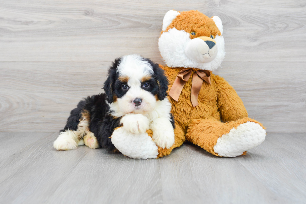 Hypoallergenic Mini Berniedoodle Poodle Mix Puppy