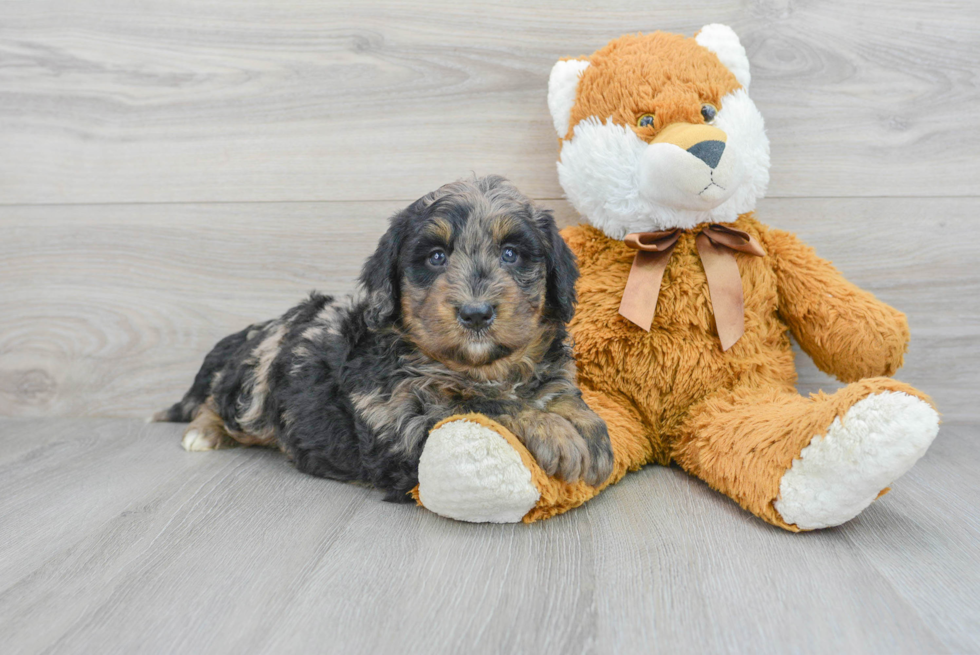 Cute Mini Bernedoodle Baby