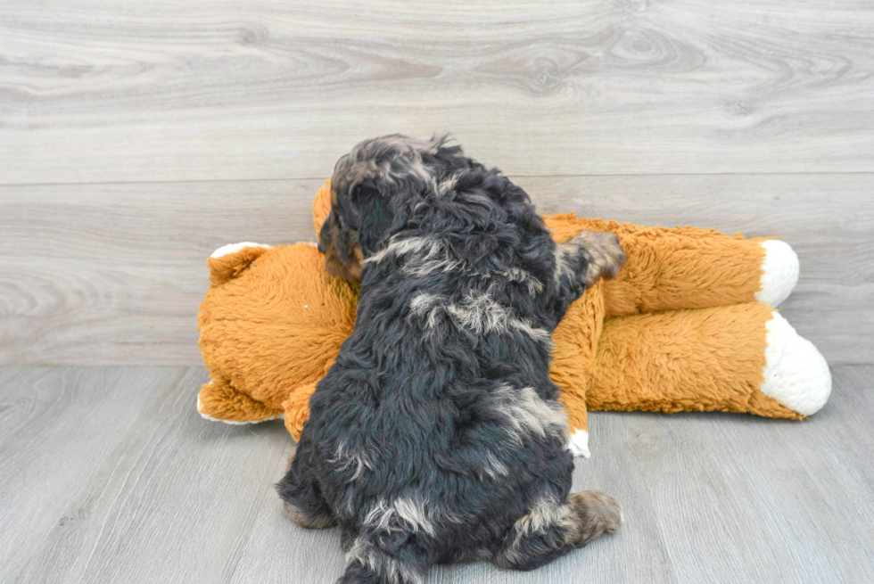 Adorable Bernadoodle Poodle Mix Puppy