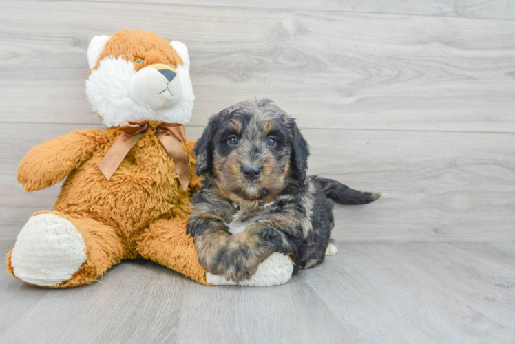 Friendly Mini Bernedoodle Baby