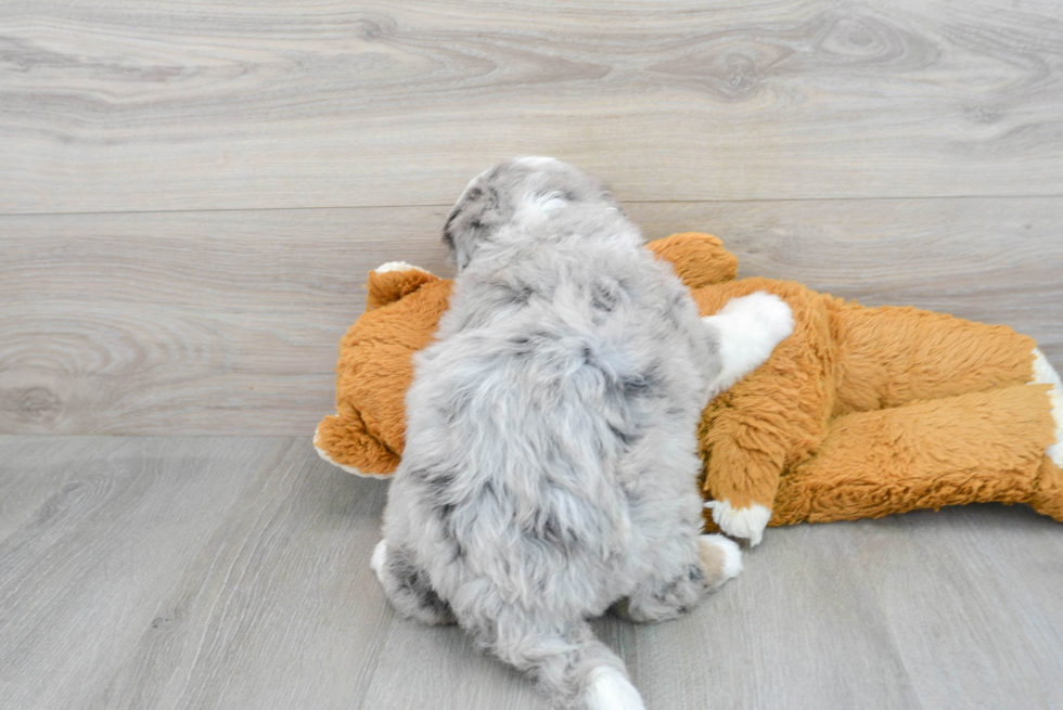 Mini Bernedoodle Pup Being Cute