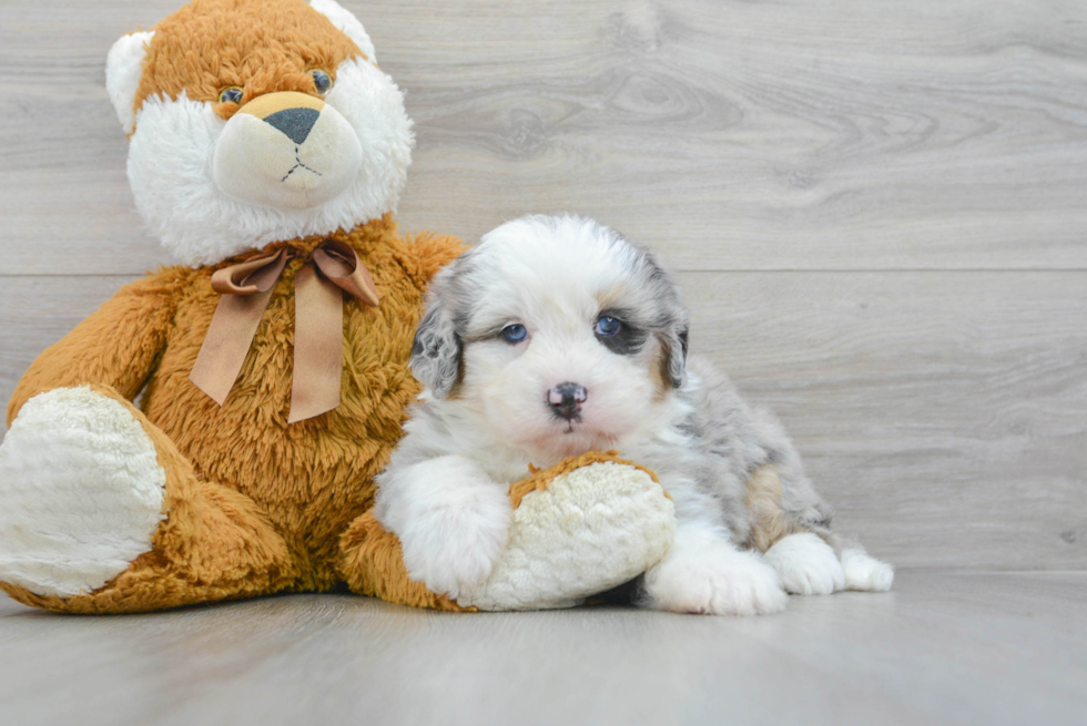 Cute Mini Bernedoodle Baby
