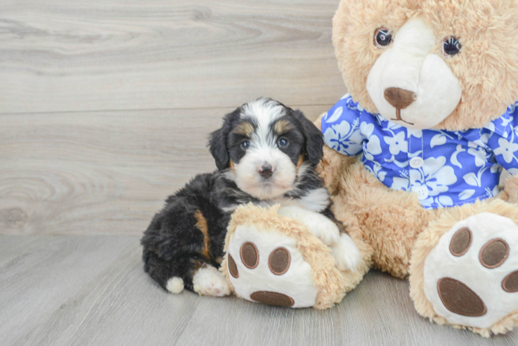 Fluffy Mini Bernedoodle Poodle Mix Pup