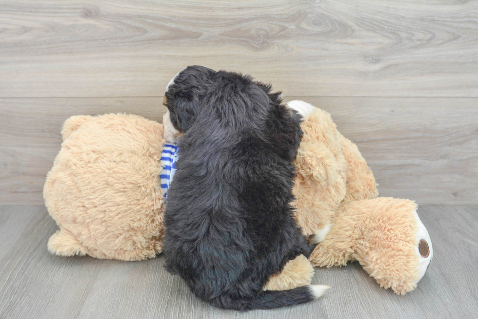 Funny Mini Bernedoodle Poodle Mix Pup