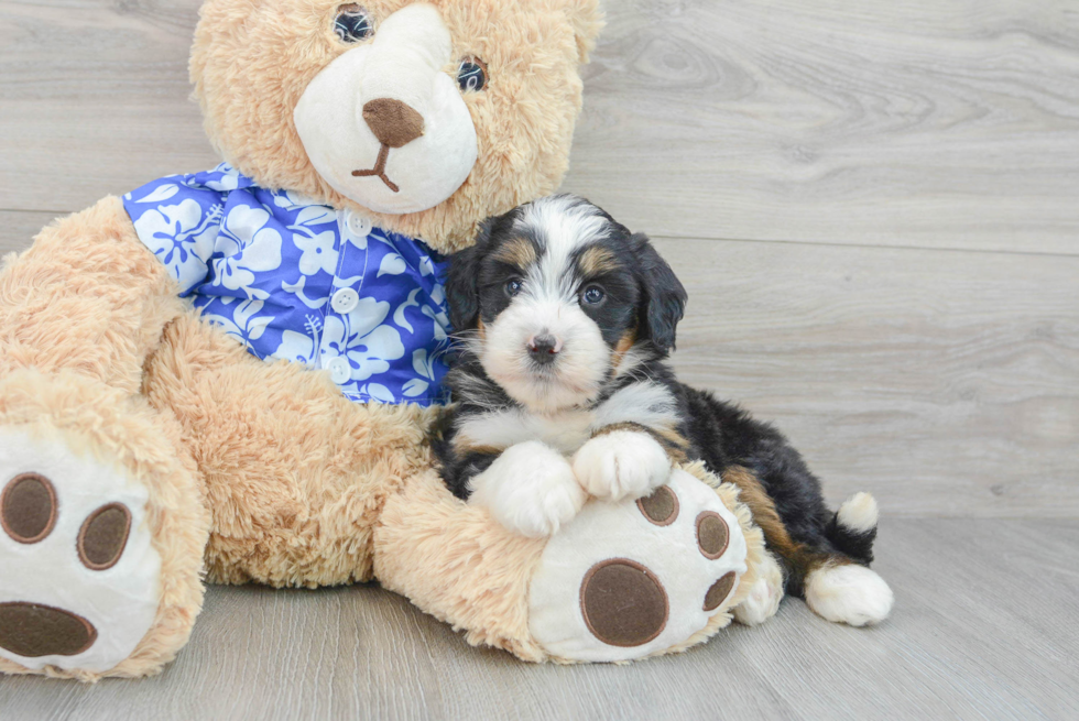 Mini Bernedoodle Puppy for Adoption