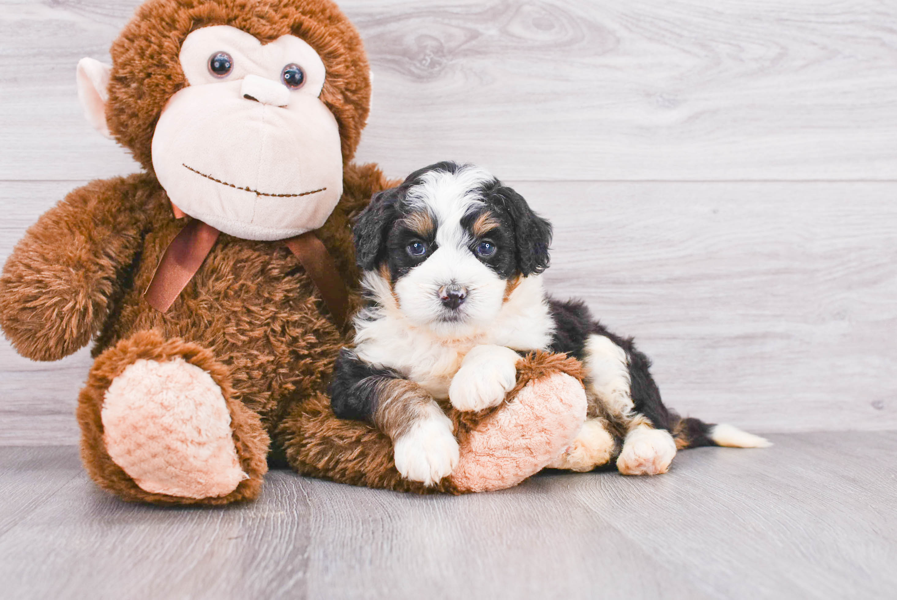 Petite Mini Bernedoodle Poodle Mix Pup