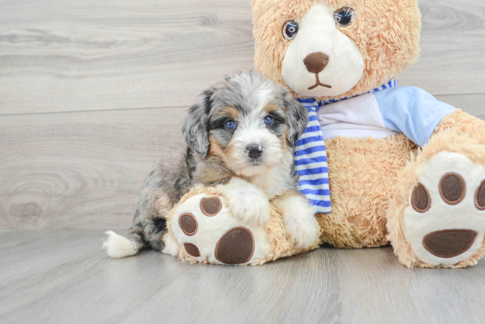 Best Mini Bernedoodle Baby