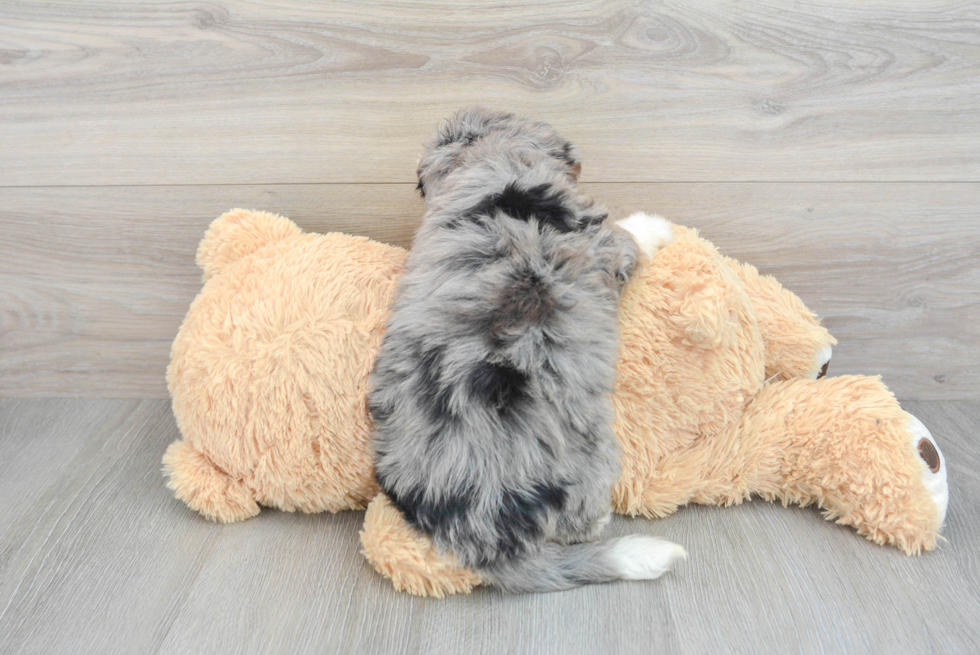 Mini Bernedoodle Pup Being Cute