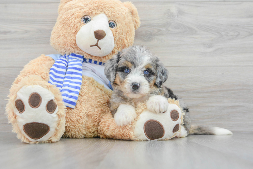 Mini Bernedoodle Pup Being Cute