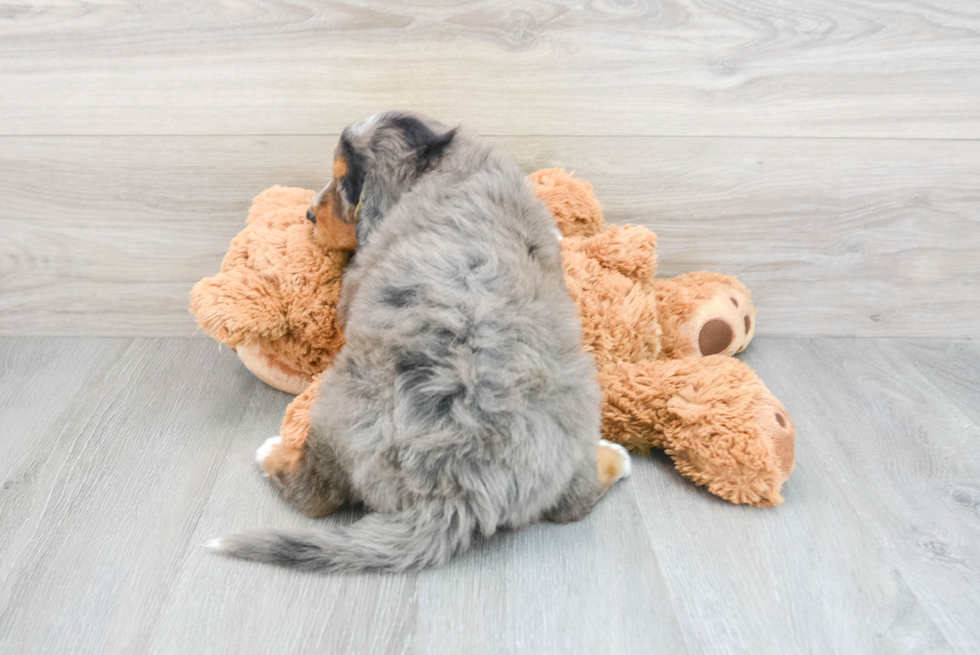 Mini Bernedoodle Puppy for Adoption