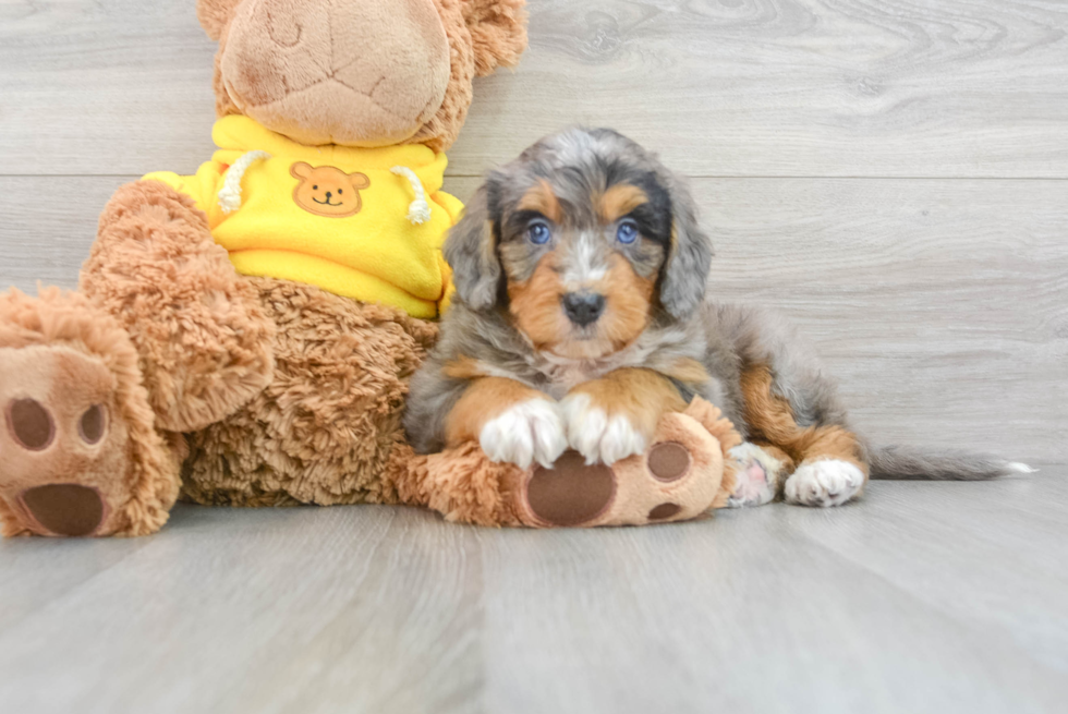 Smart Mini Bernedoodle Poodle Mix Pup