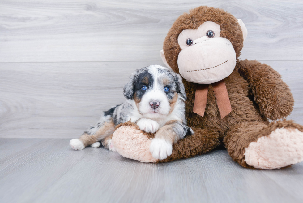 Sweet Mini Bernedoodle Baby