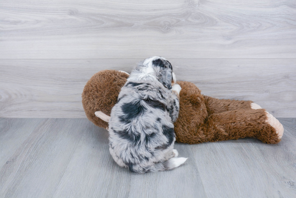 Friendly Mini Bernedoodle Baby