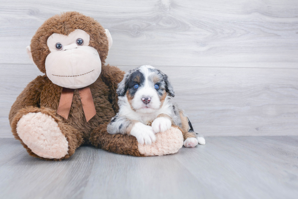 Happy Mini Bernedoodle Baby