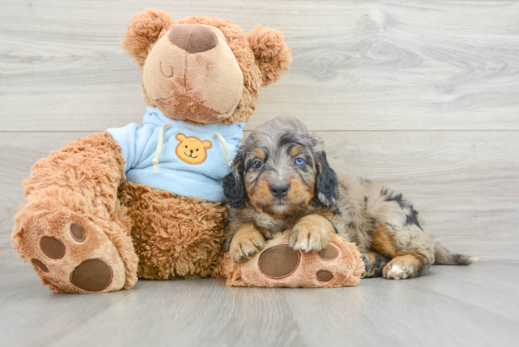 Mini Bernedoodle Pup Being Cute