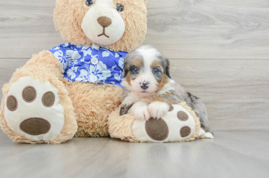 Cute Mini Bernedoodle Baby