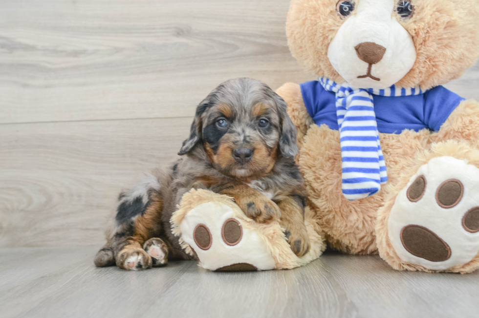 8 week old Mini Bernedoodle Puppy For Sale - Premier Pups