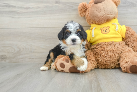 Best Mini Bernedoodle Baby