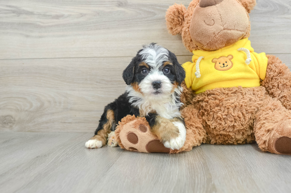 6 week old Mini Bernedoodle Puppy For Sale - Premier Pups