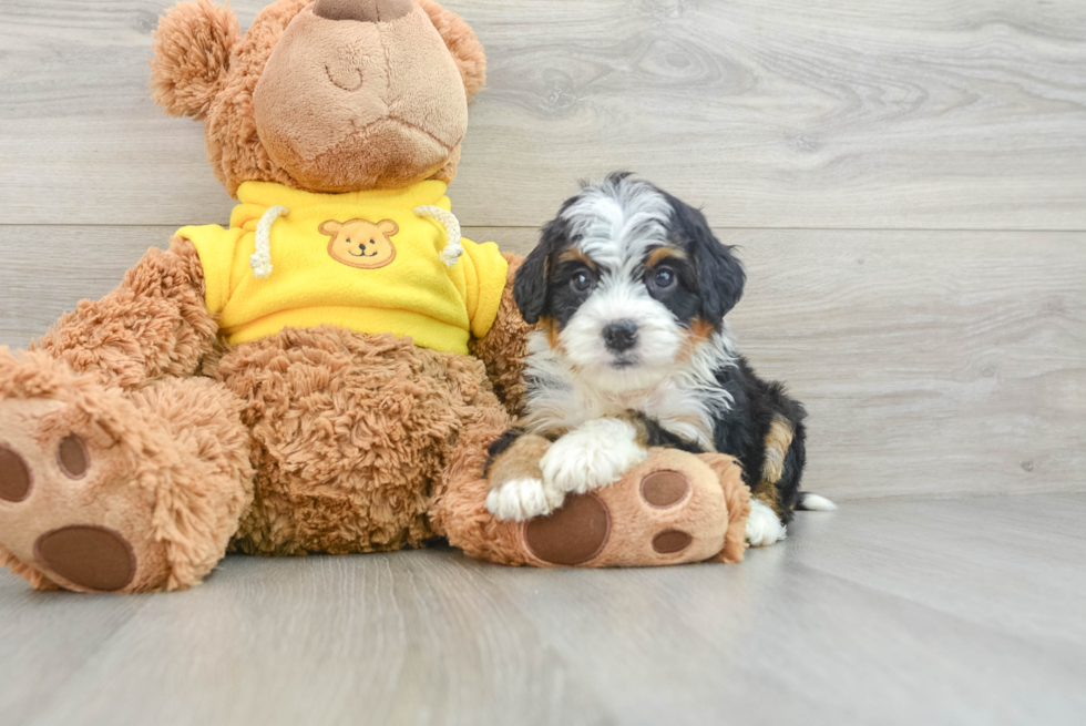 Playful Mini Bernesedoodle Poodle Mix Puppy