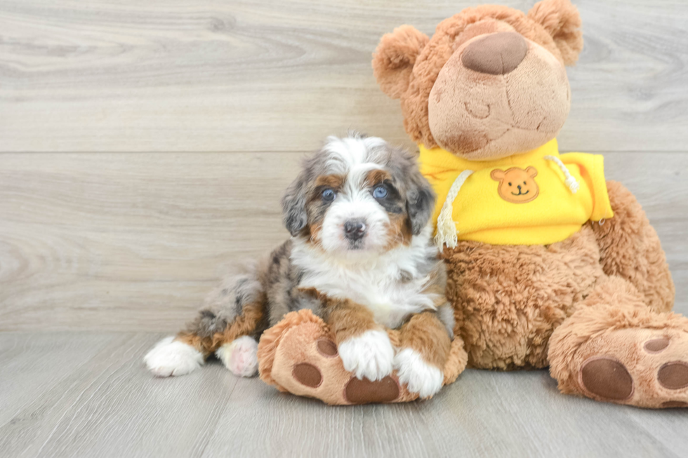 Mini Bernedoodle Pup Being Cute