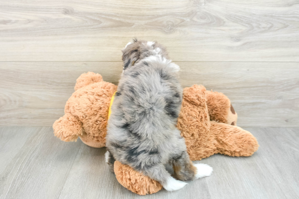 Playful Mini Berniedoodle Poodle Mix Puppy