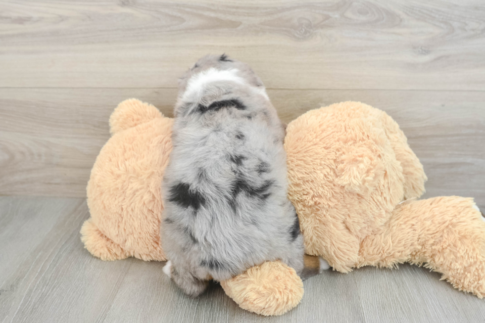 Little Mini Bernese Poodle Poodle Mix Puppy