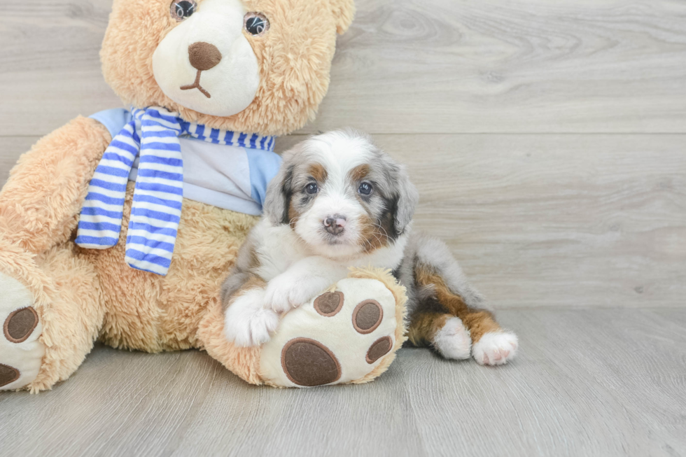 Best Mini Bernedoodle Baby