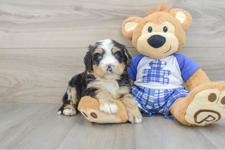 Funny Mini Bernedoodle Poodle Mix Pup