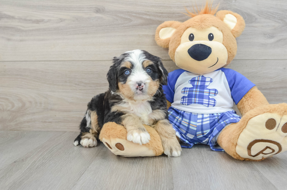 5 week old Mini Bernedoodle Puppy For Sale - Premier Pups