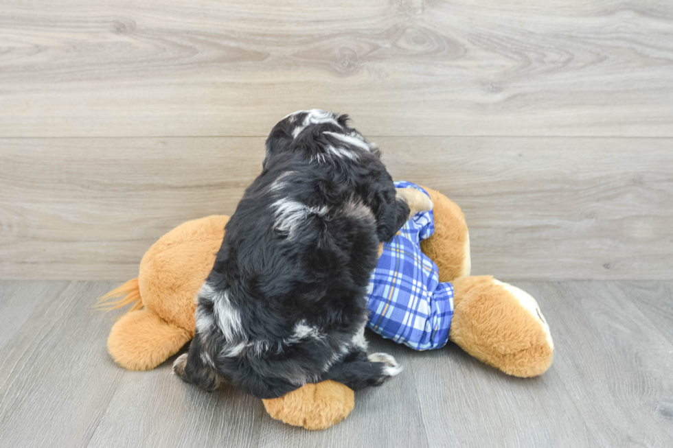 Happy Mini Bernedoodle Baby