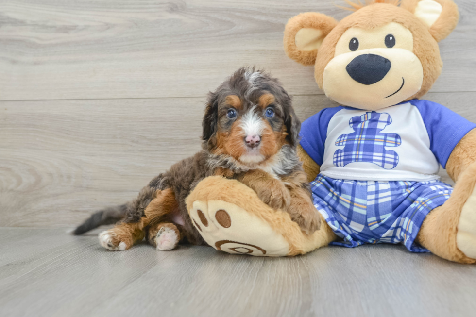 Mini Bernedoodle Pup Being Cute