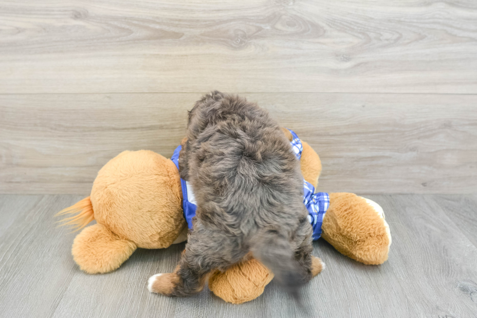 Mini Bernedoodle Pup Being Cute