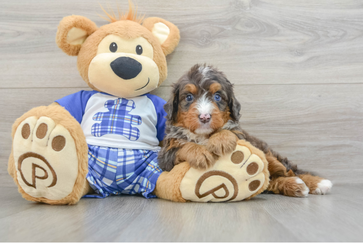 Best Mini Bernedoodle Baby