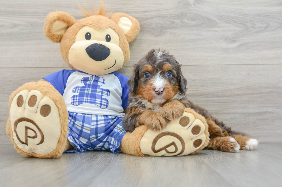 5 week old Mini Bernedoodle Puppy For Sale - Premier Pups