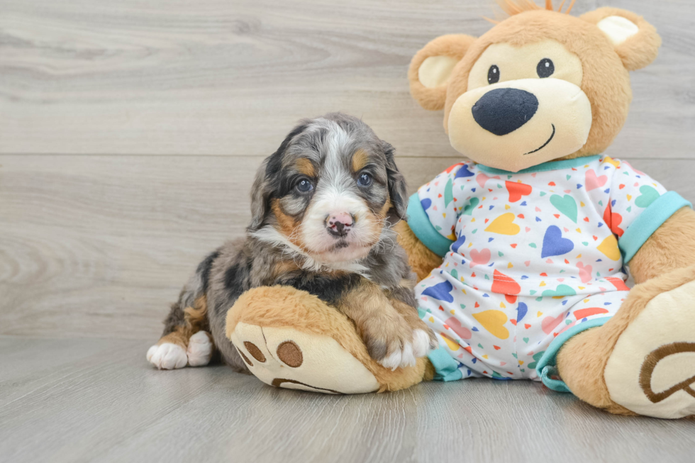 Mini Bernedoodle Pup Being Cute