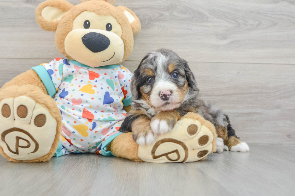 Mini Bernedoodle Pup Being Cute