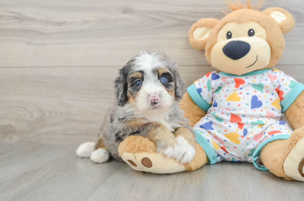5 week old Mini Bernedoodle Puppy For Sale - Premier Pups