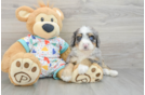 Best Mini Bernedoodle Baby